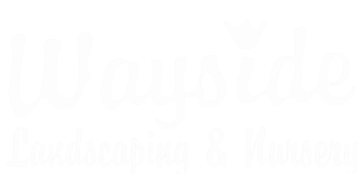 A white background with a few lines on it