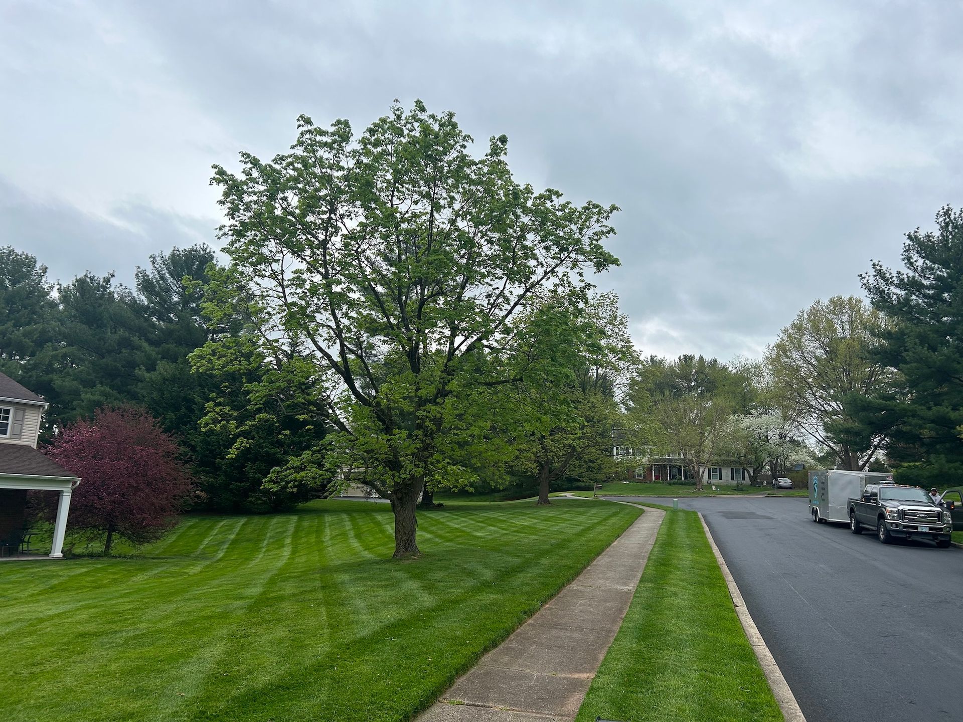 A lush green lawn along a sidewalk in a residential neighborhood.