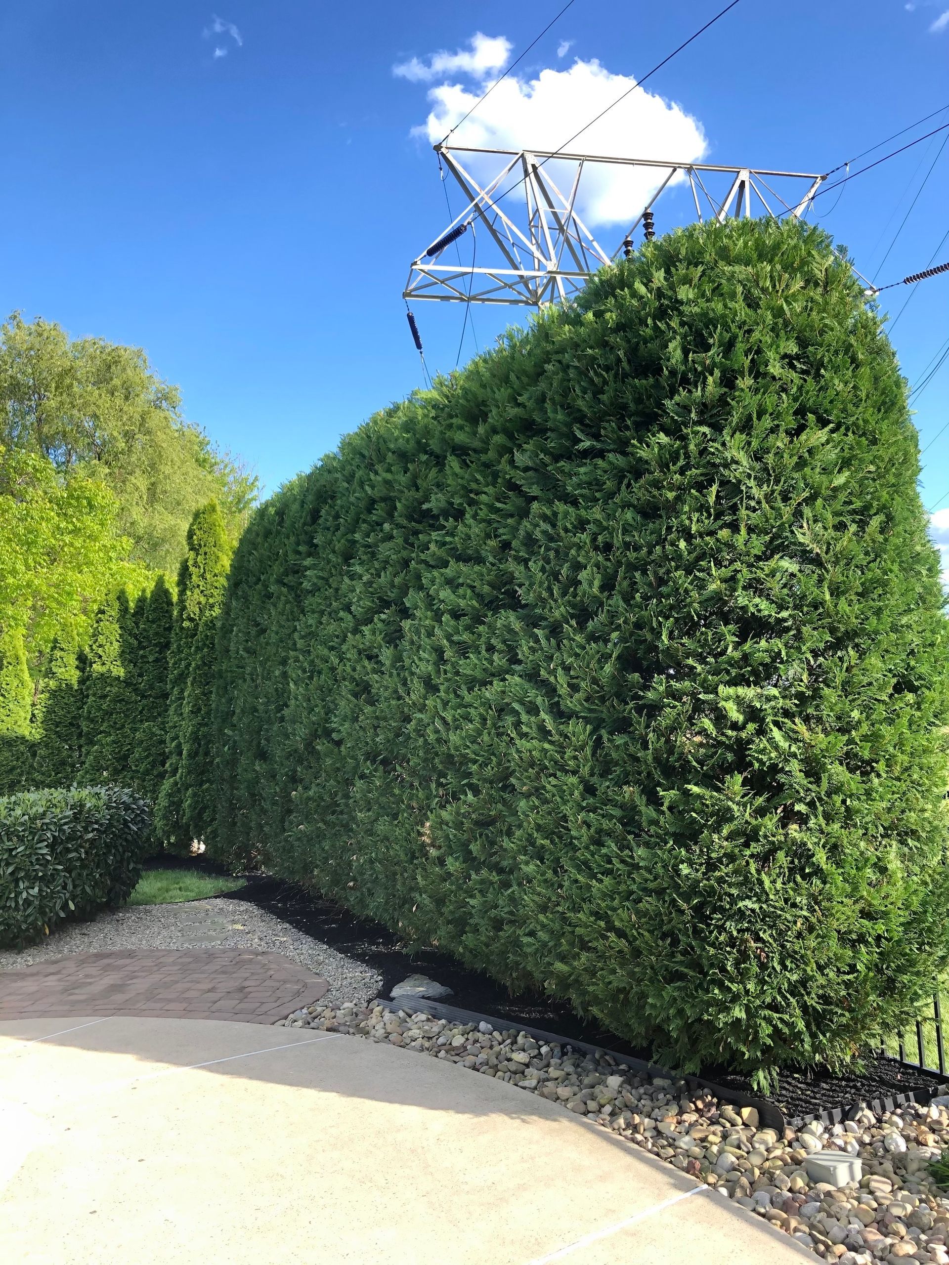 Trimmed Hedge