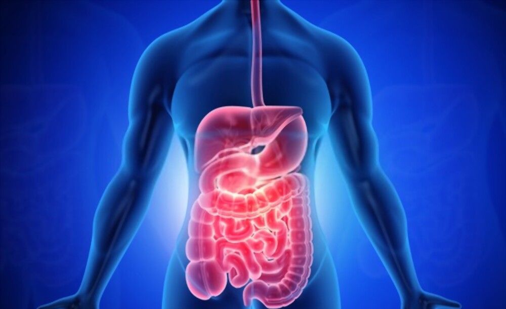 A computer generated image of a man 's digestive system.