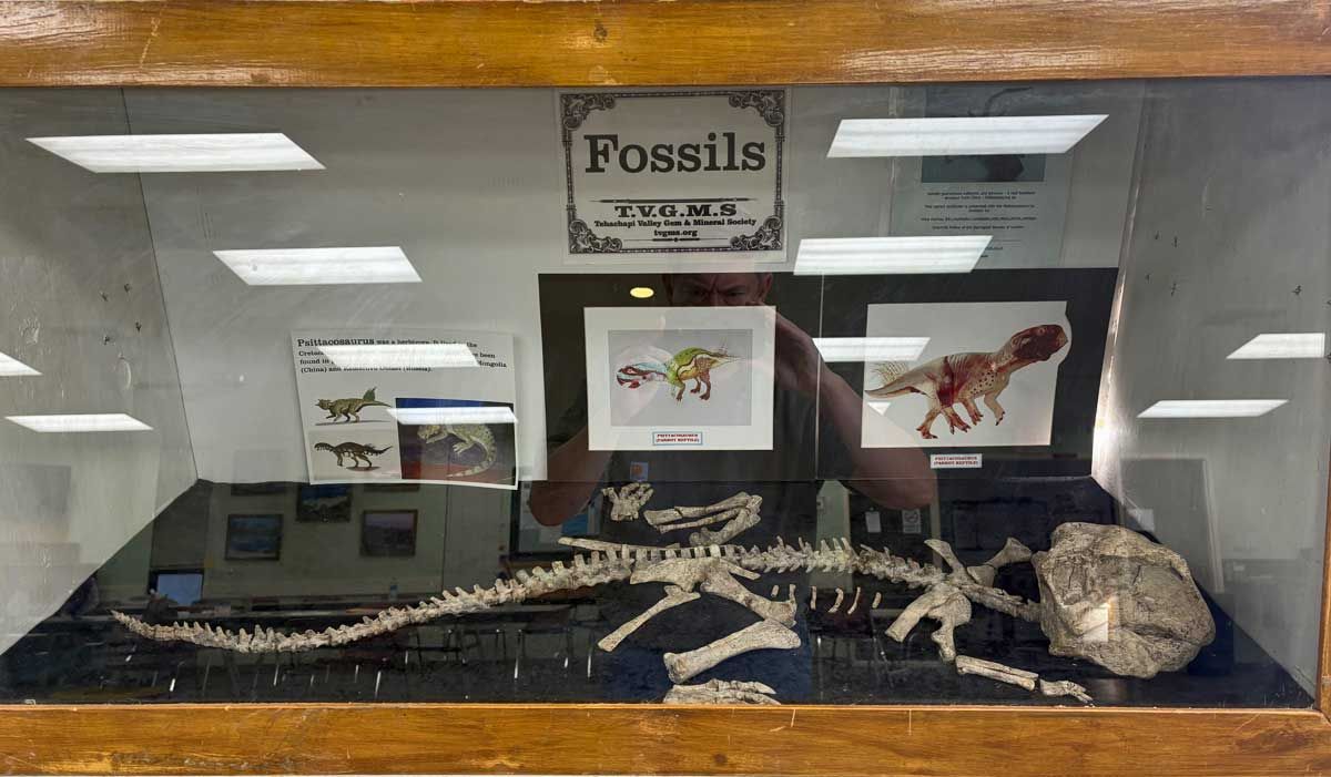 Fossil display case with dinosaur bones, skulls, and labeled illustrations on a black backdrop