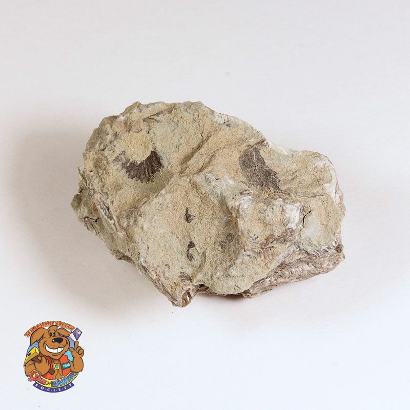 FOSSIL CLAY LIMESTONE