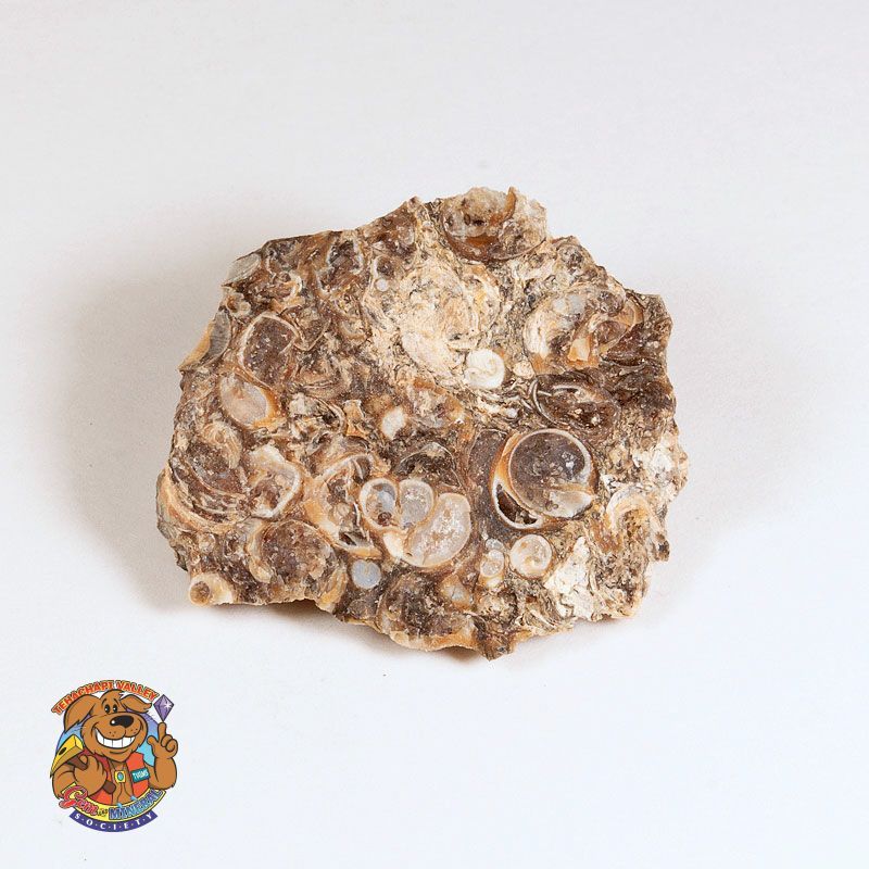 FOSSILIFEROUS CHERT