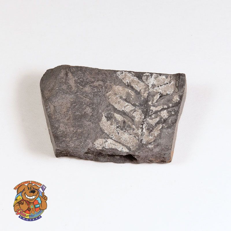 CARBONACEOUS FOSSIL SHALE