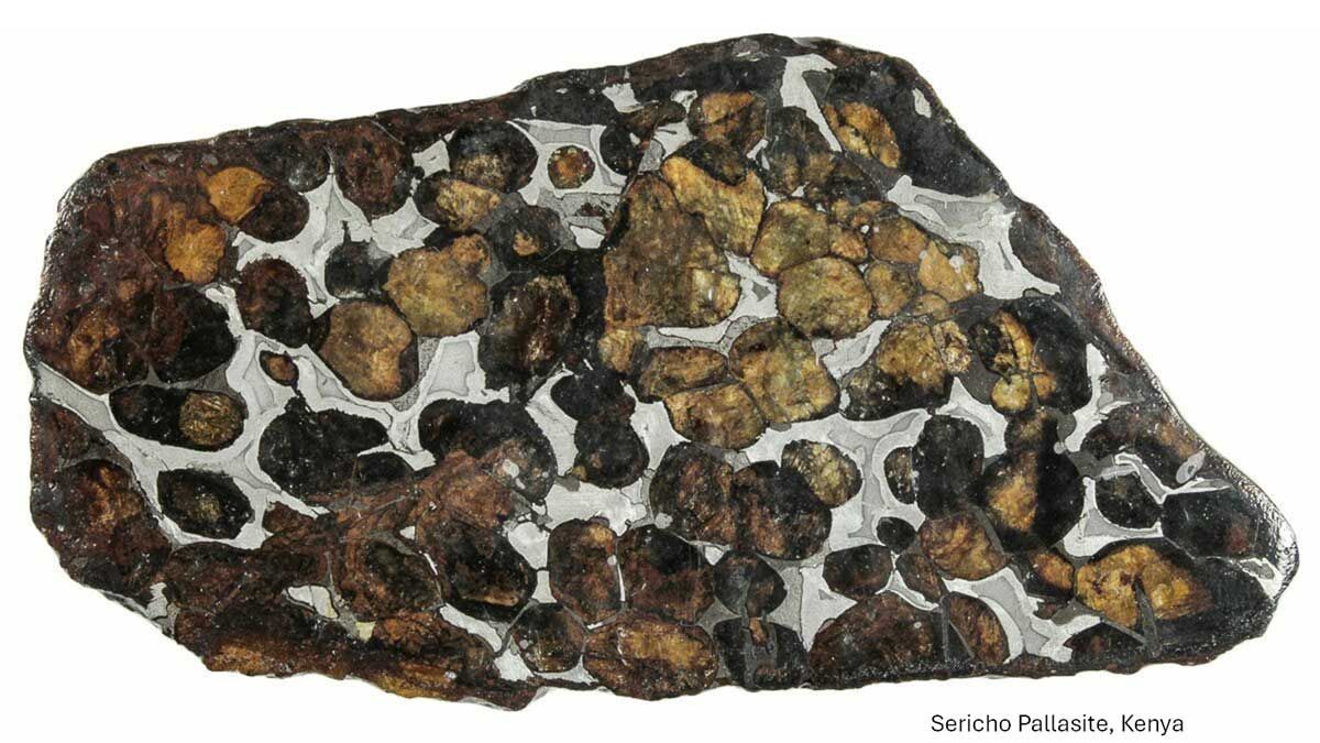 A cross-section of a pallasite meteorite showing translucent, brownish-yellow olivine crystals embedded in metallic iron.