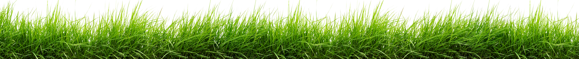 Thin strip of bright green grass along the bottom edge on a white background