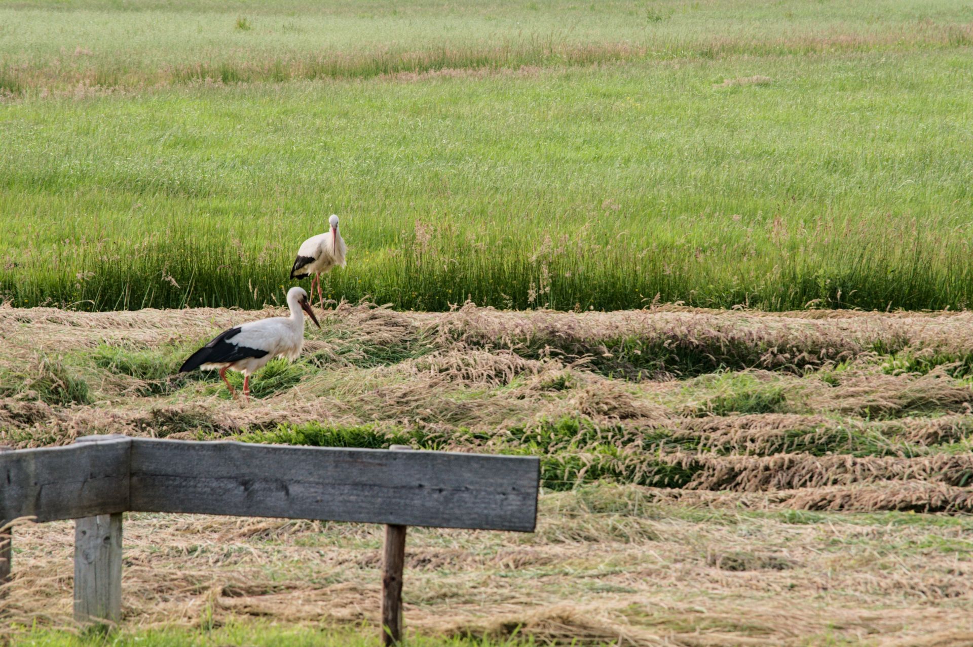 Twee vogels in een grasveld naast een houten hek.