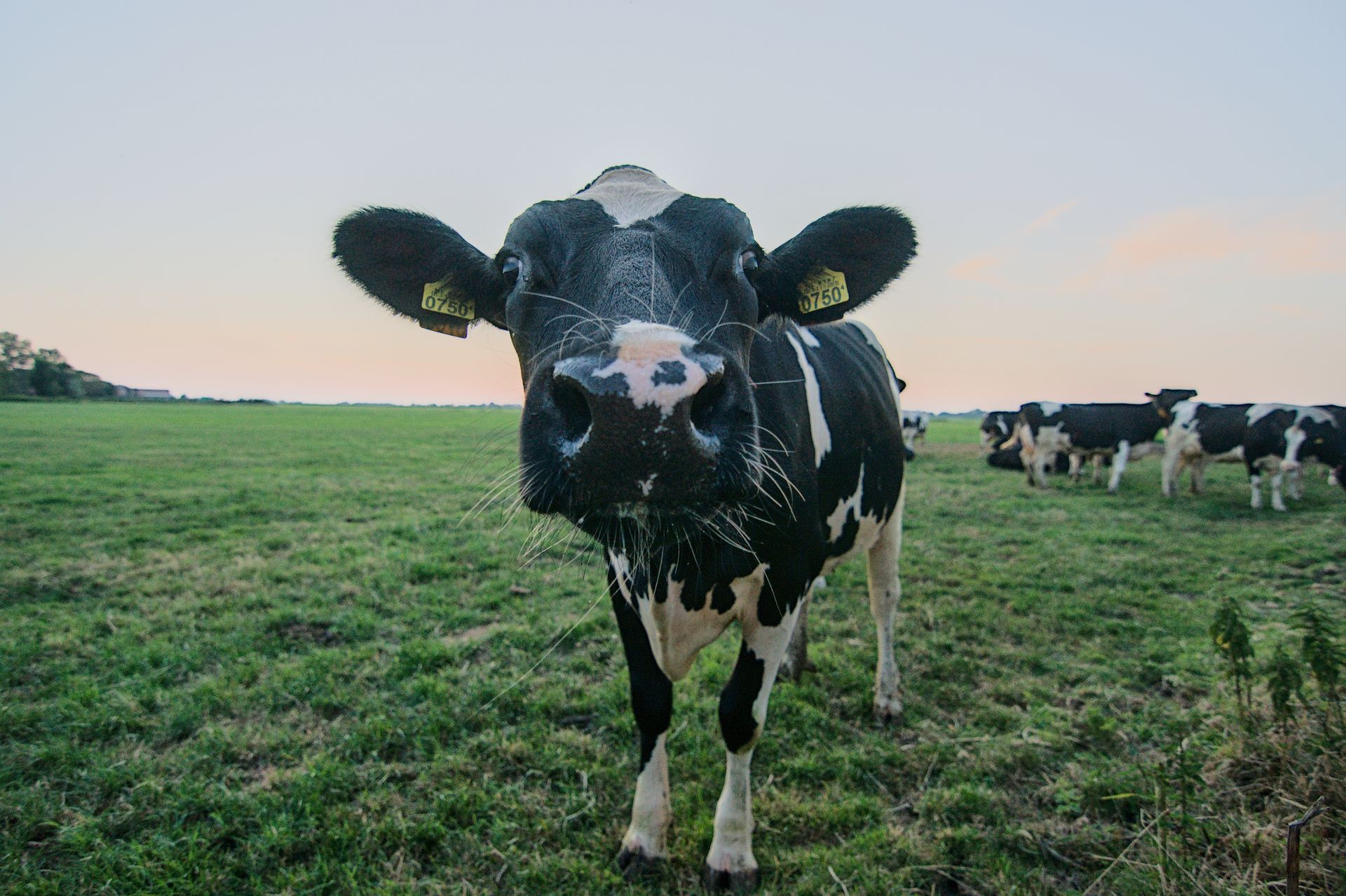 Een zwart-witte koe staat in een grasveld met andere koeien in de verte bij zonsondergang.