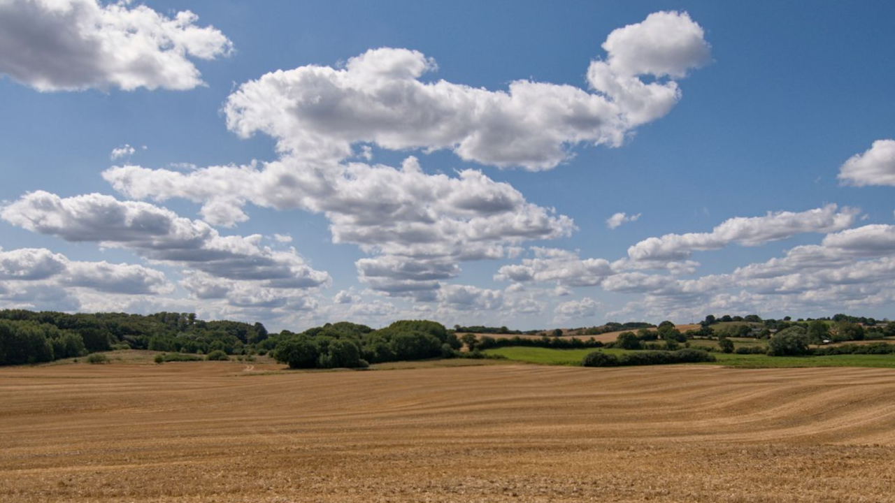 Een goudkleurig tarweveld onder een blauwe hemel met hier en daar witte wolken en een rij bomen aan de horizon.