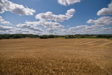 Een goudkleurig tarweveld onder een blauwe hemel met hier en daar witte wolken en een rij bomen aan de horizon.
