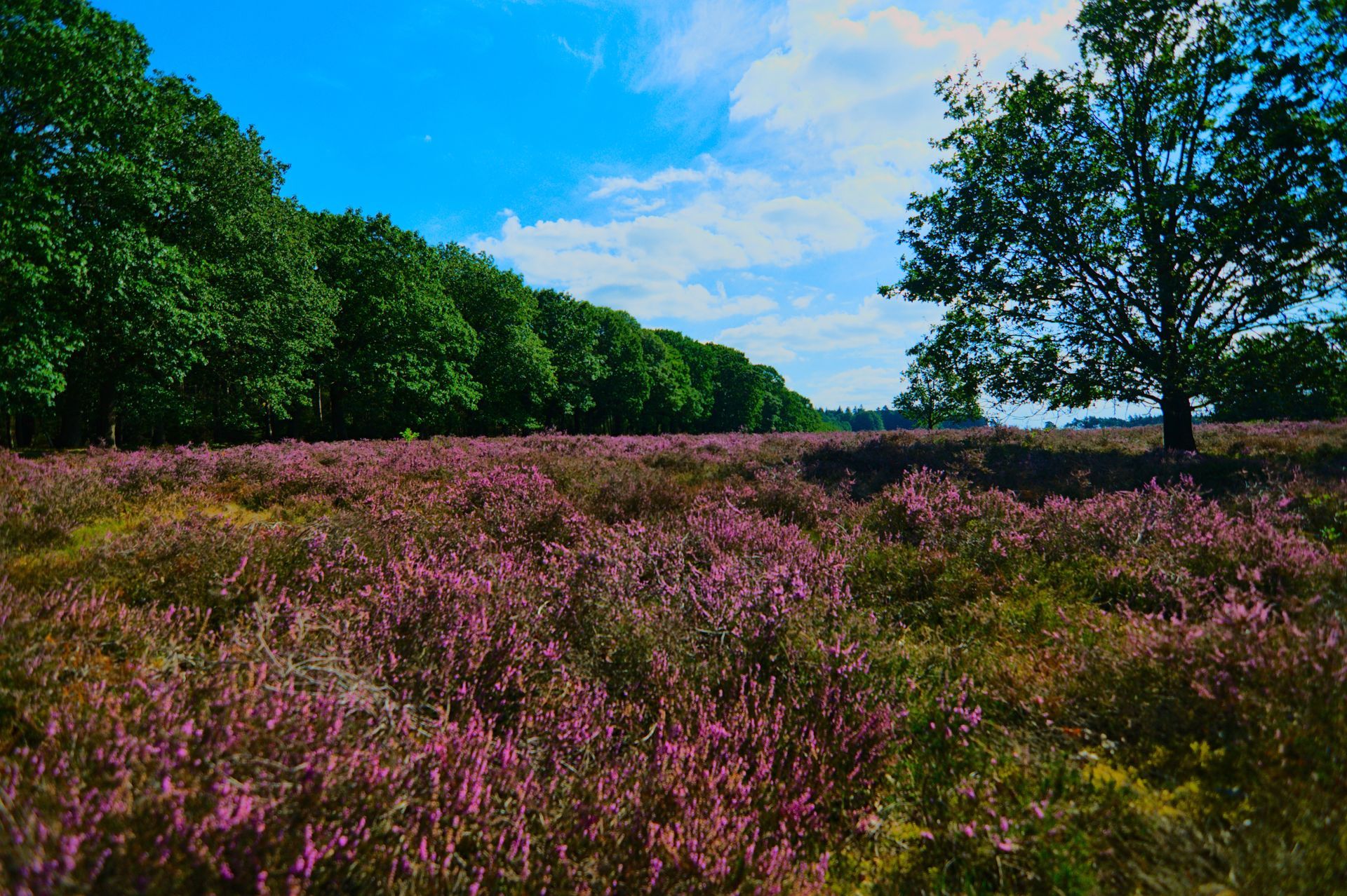 Heide onder een blauwe hemel, aan beide kanten omzoomd door bomen.