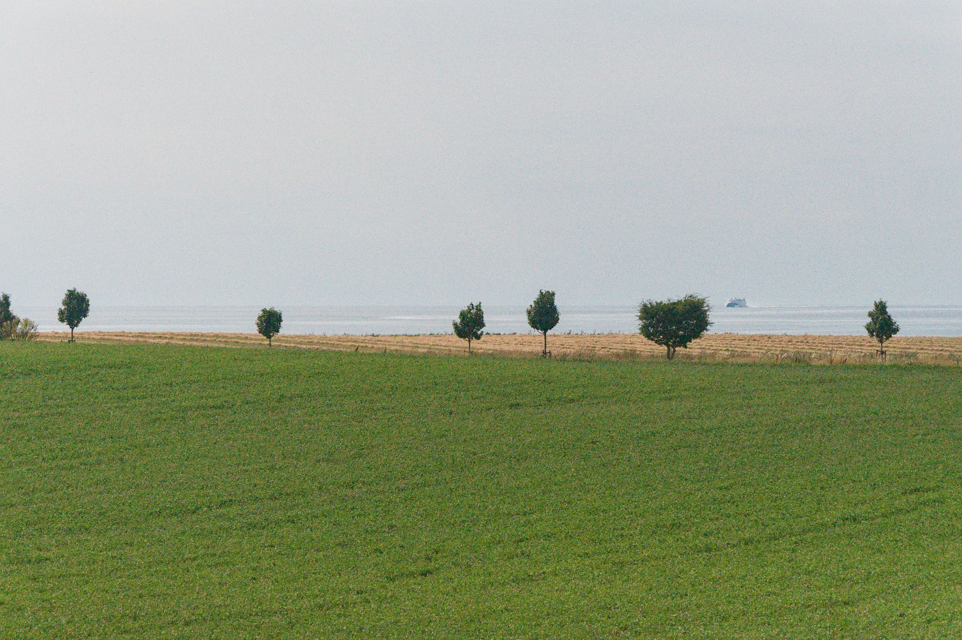 Een groen veld aan een kalme zee onder een nevelige hemel, met kleine bomen langs de kust.