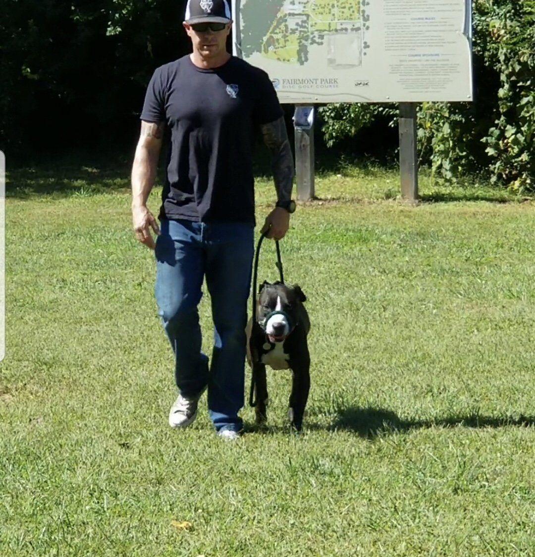 Dog 4