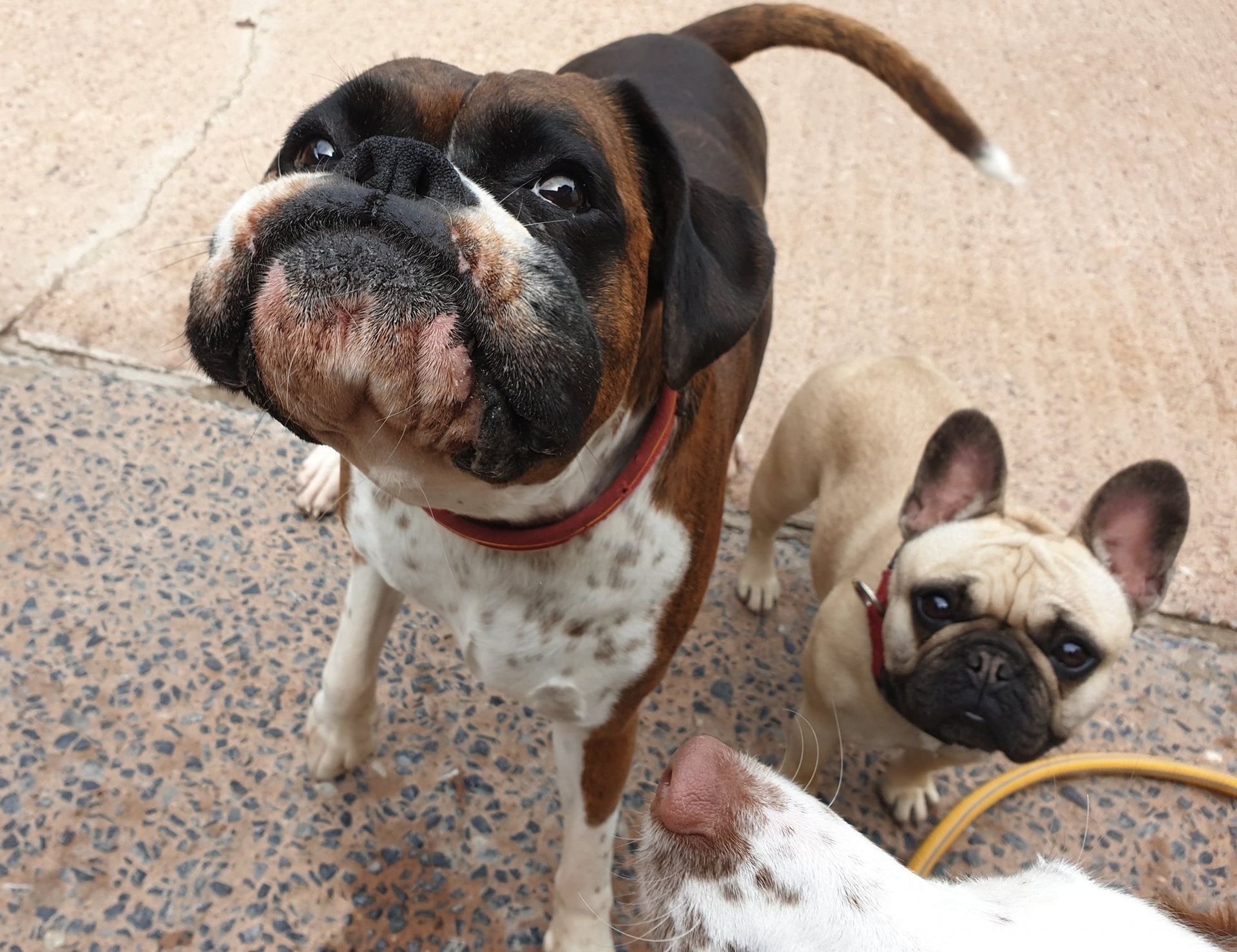 A Dog's Day Out 24