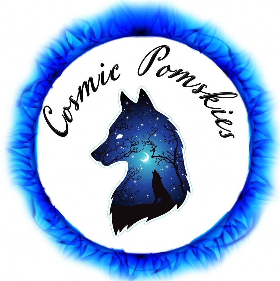 Cocoafrost Pomskies UK Pomsky Breeder