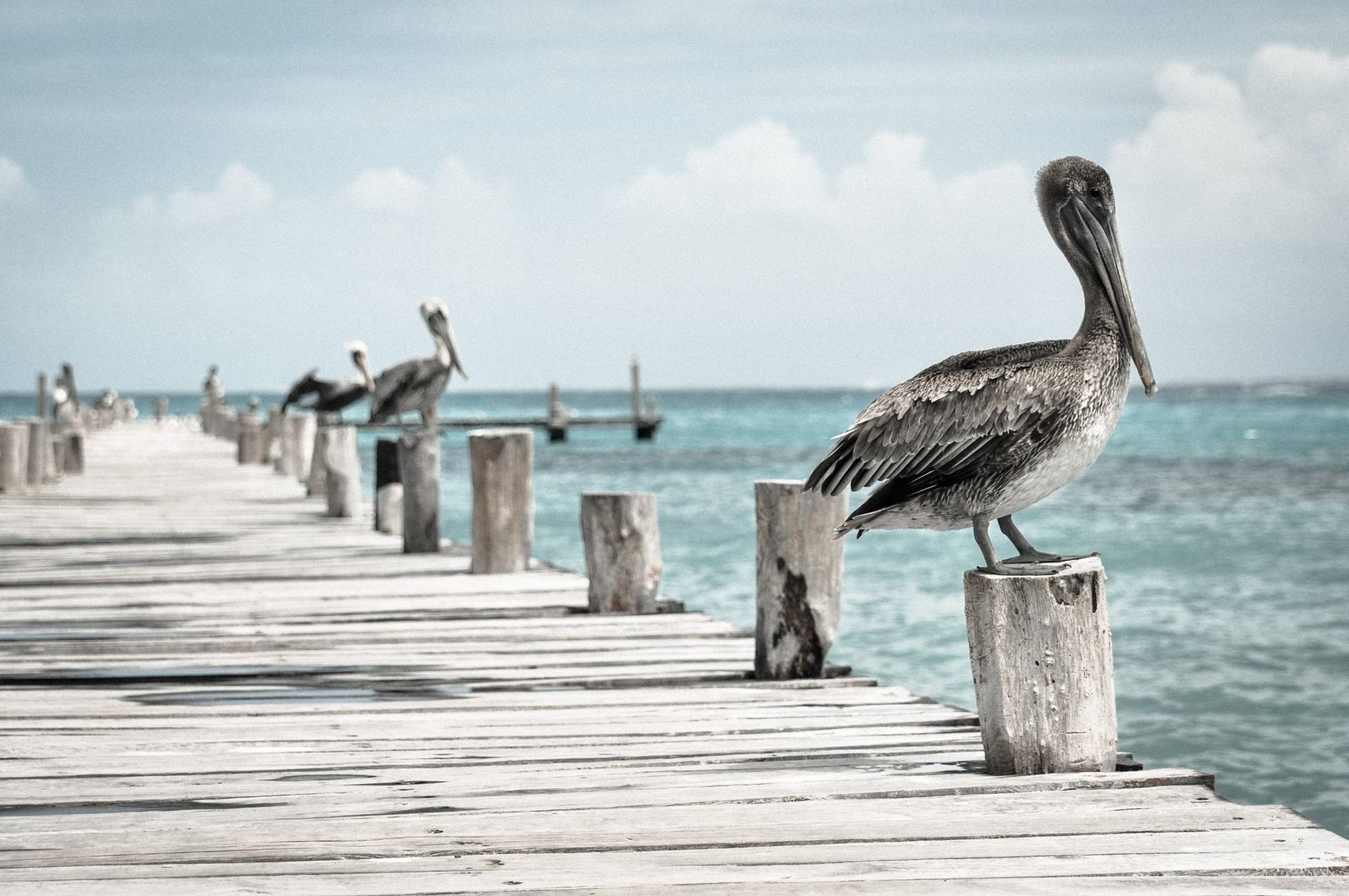 A pelican is perched on a wooden pier overlooking the ocean.