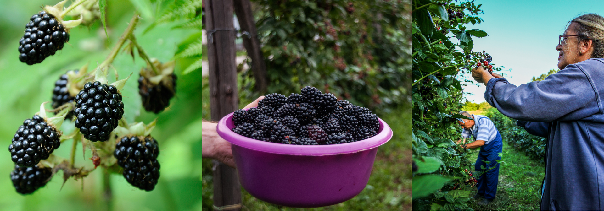 blackberry farm collage