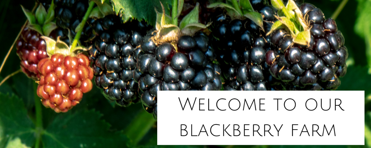 welcome to natural state blackberry farms