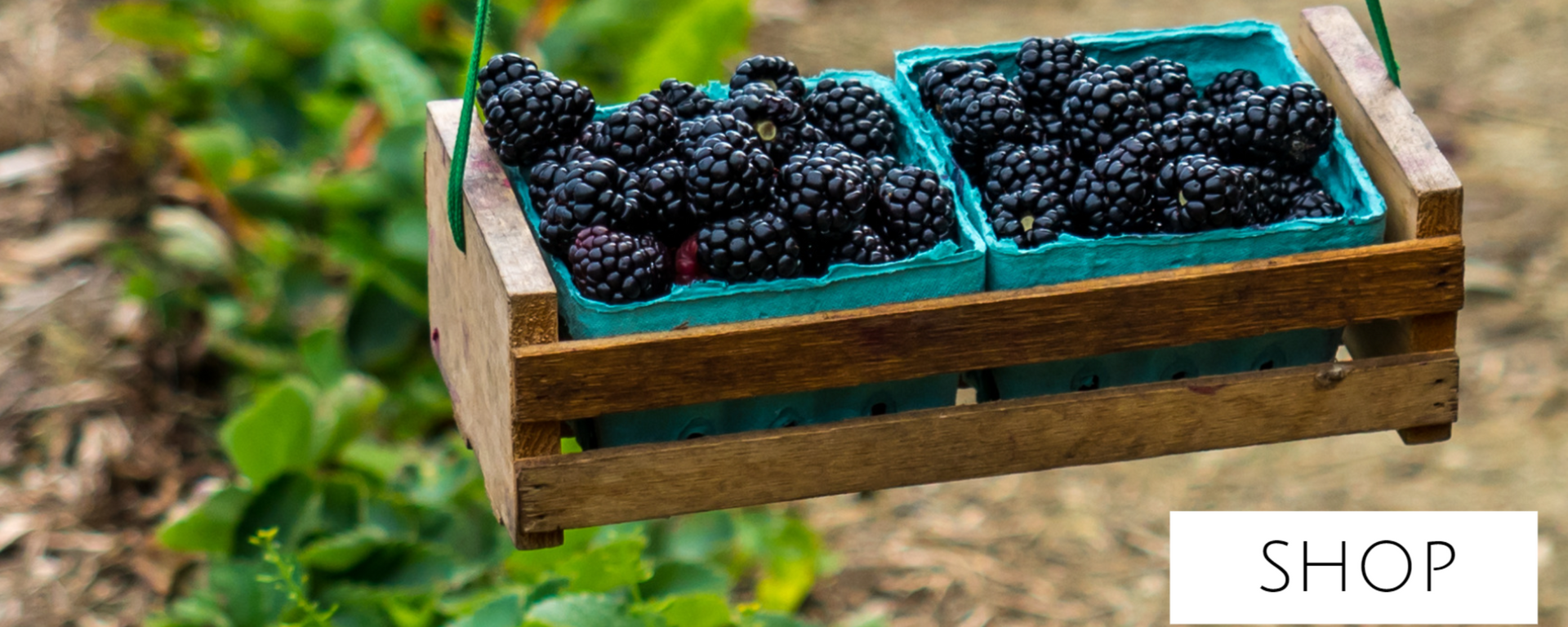 blackberry harvest