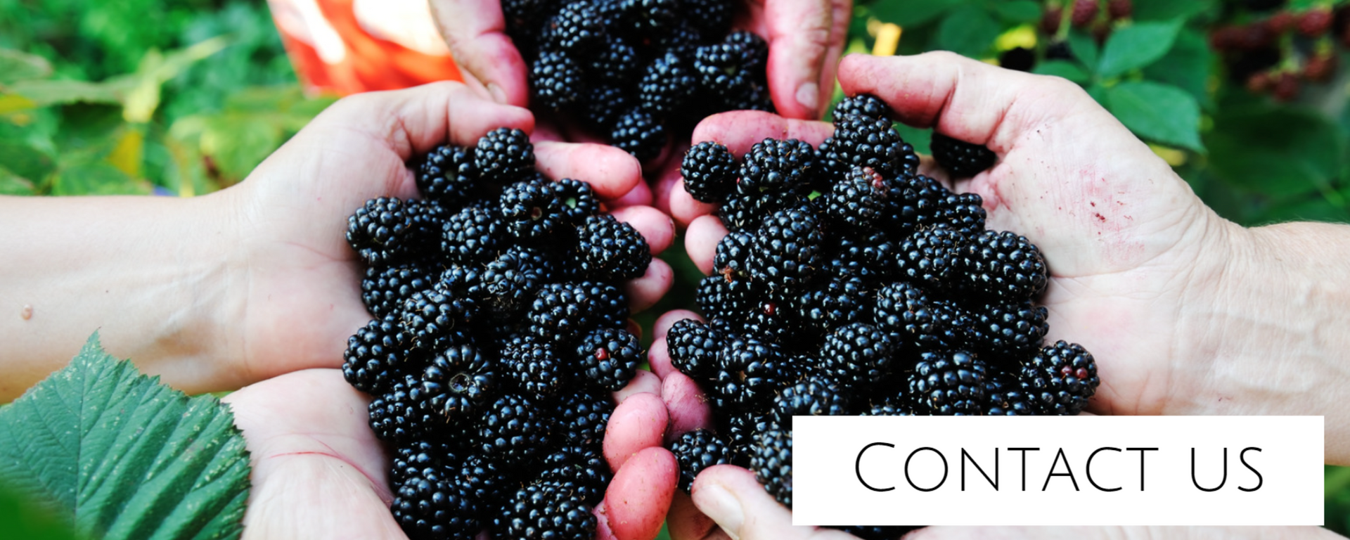 handfuls of blackberries