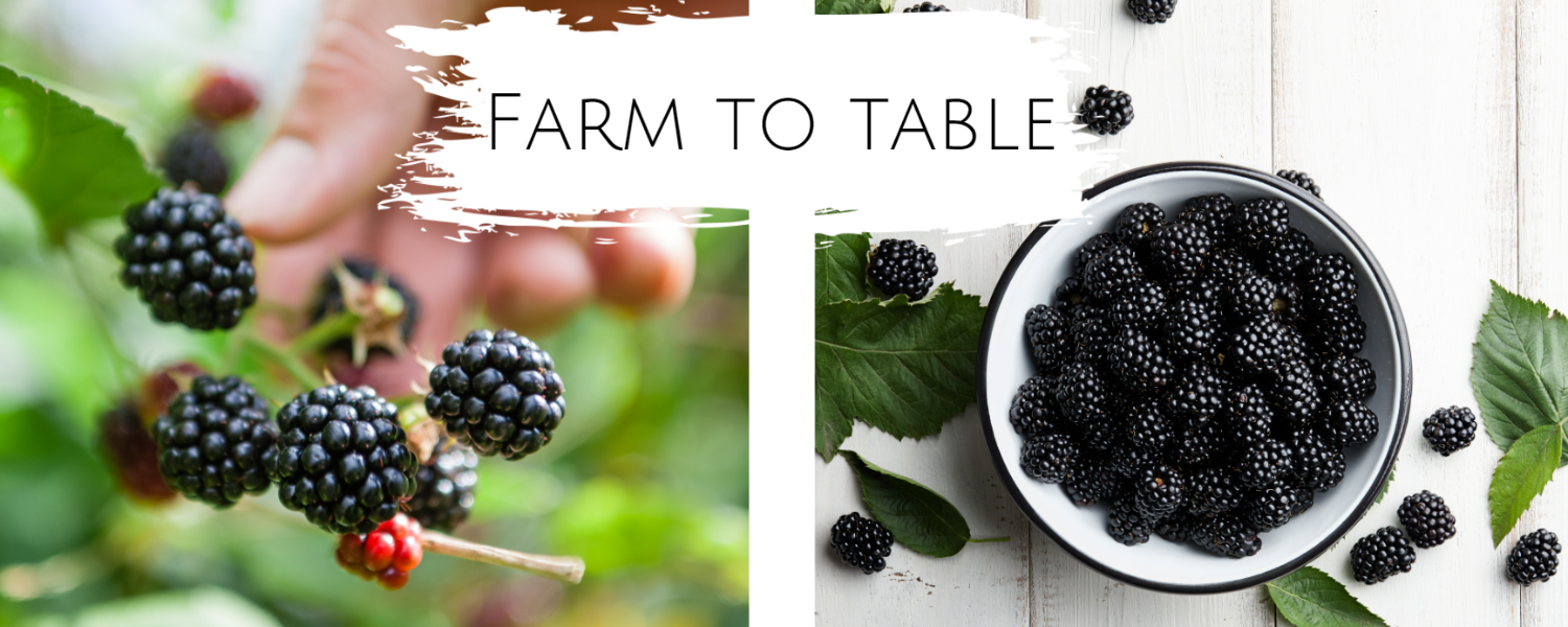 farm to table blackberries