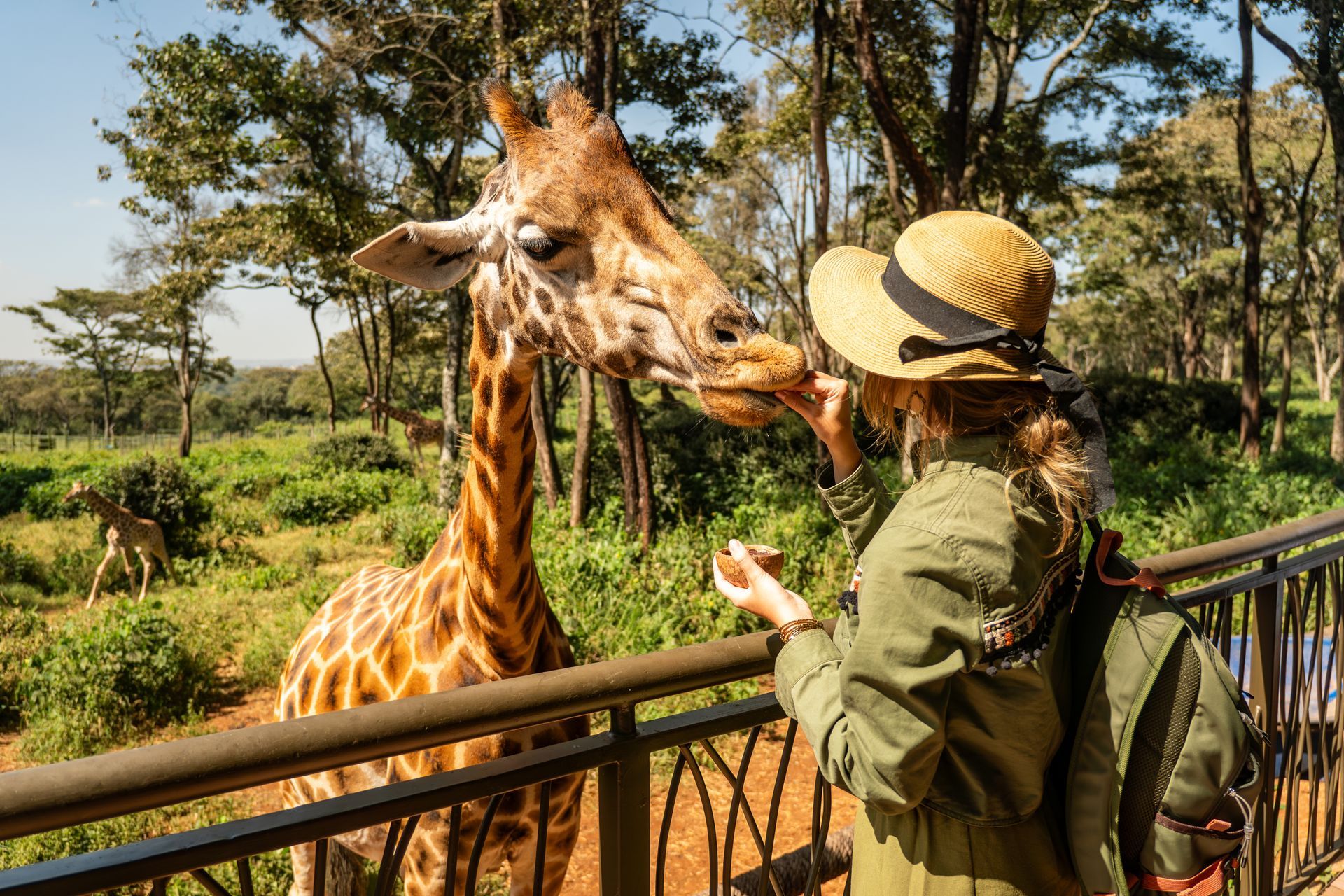 Safari Travel