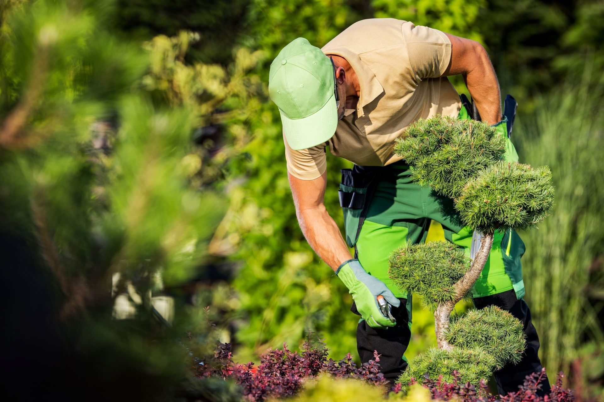 Gardener trimming a shrub in a lush garden, wearing a green cap and gloves