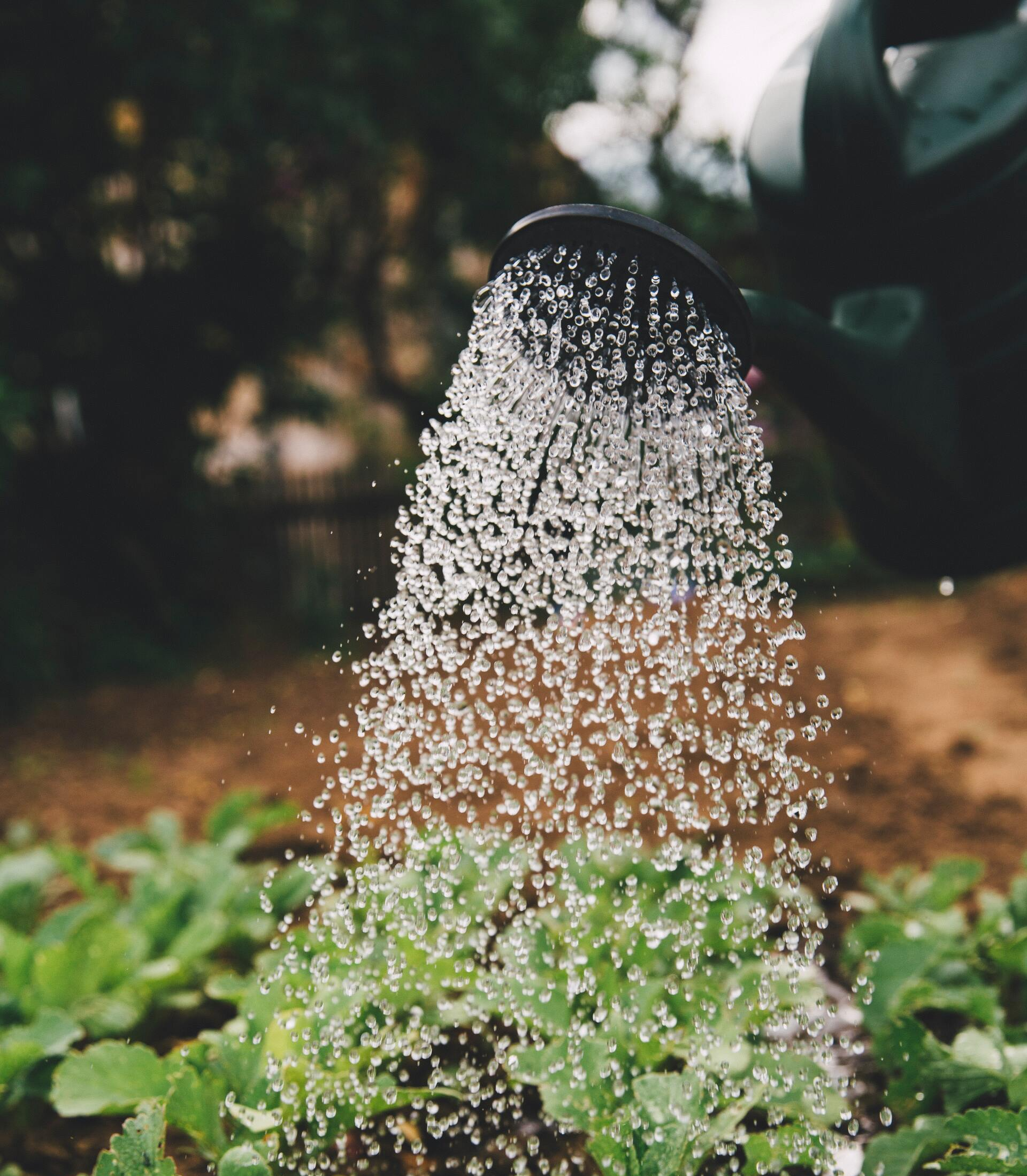 watering plants