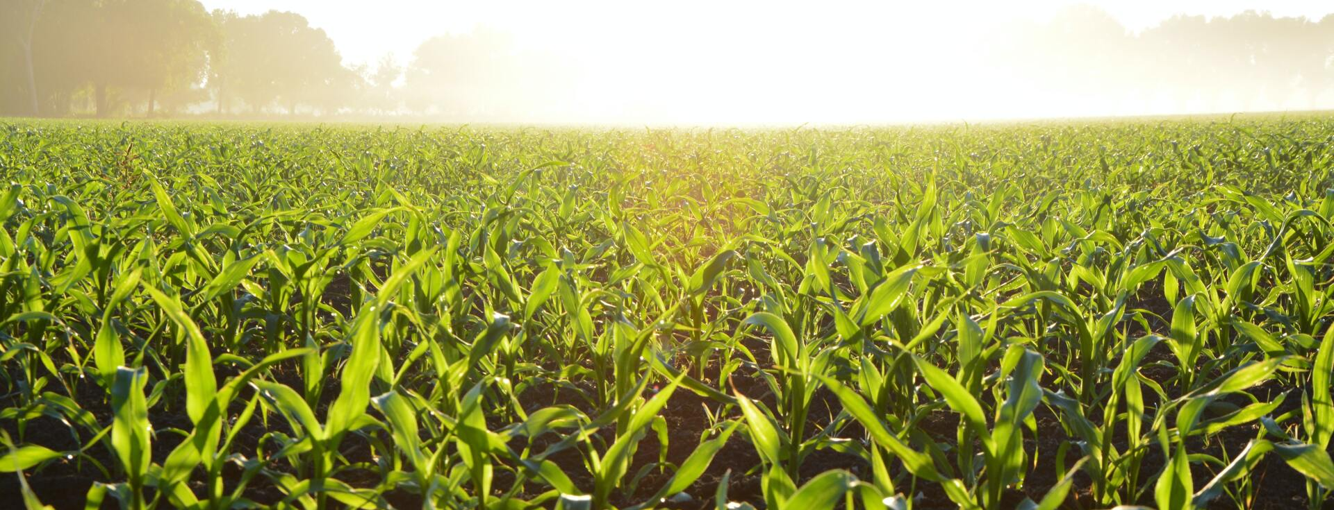 corn field