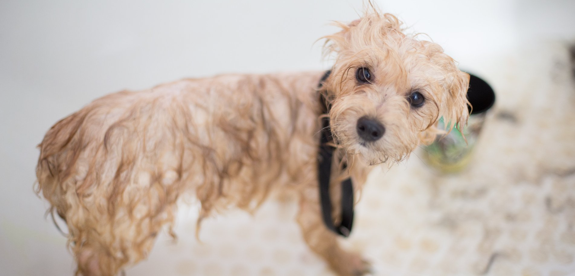 wet dog