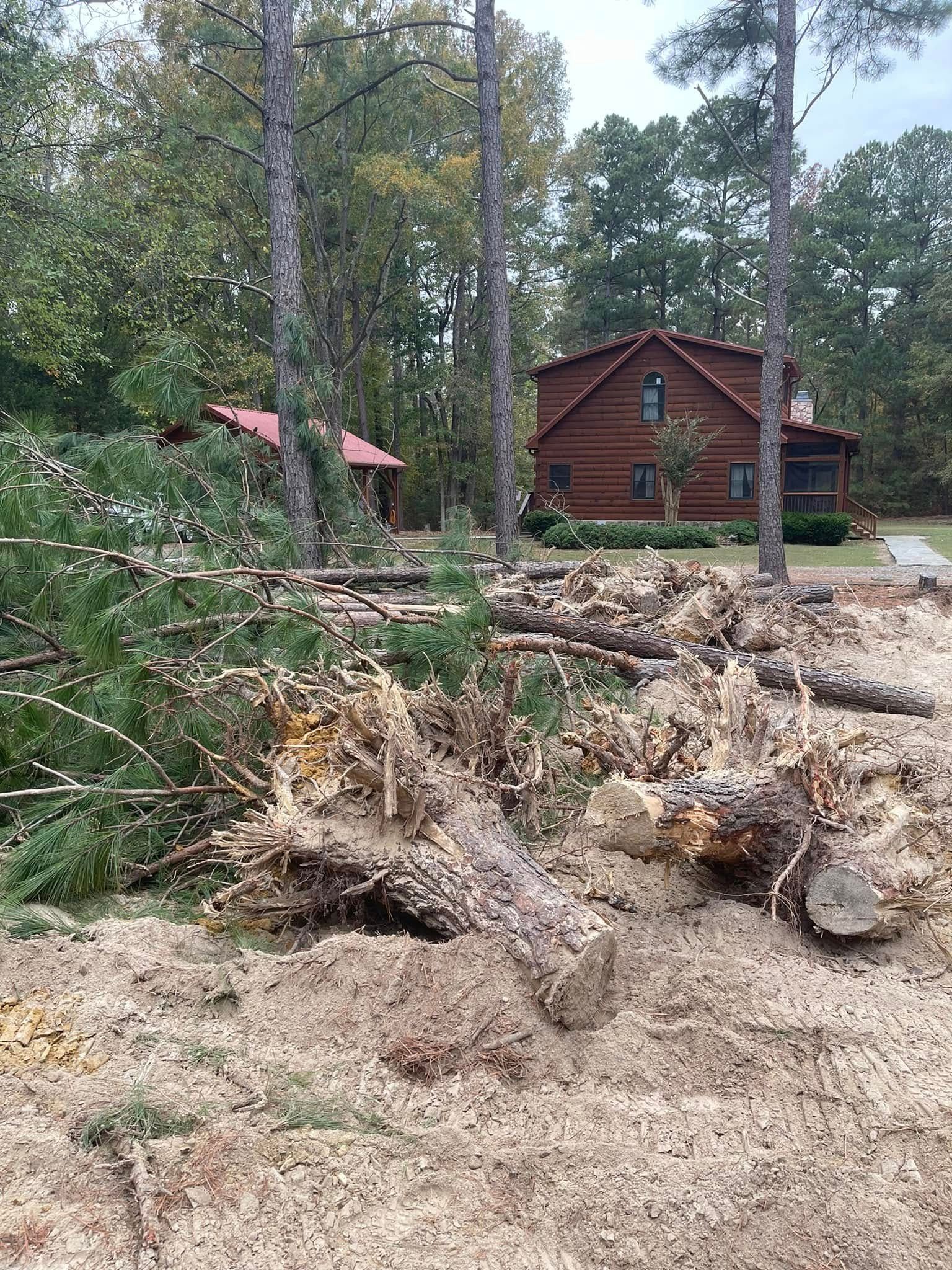 Forest clearing with a fallen tree stump in front of a log cabin and tall pine trees
