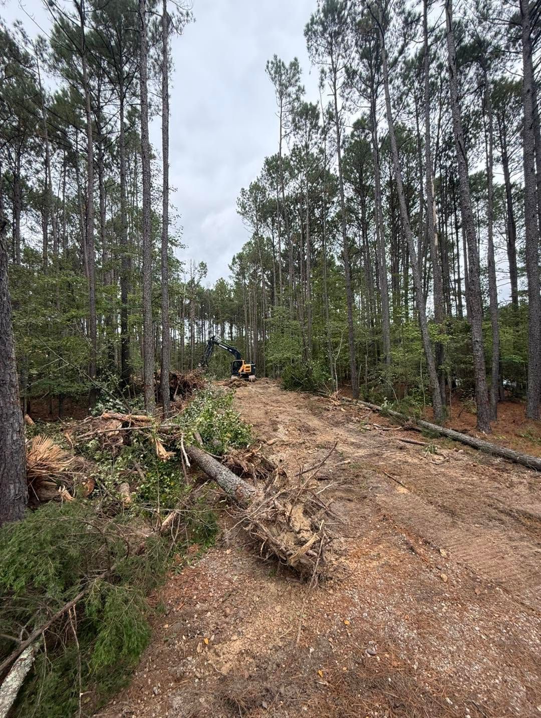 Rough dirt road through a forest clearing with tall trees and cut logs on the ground