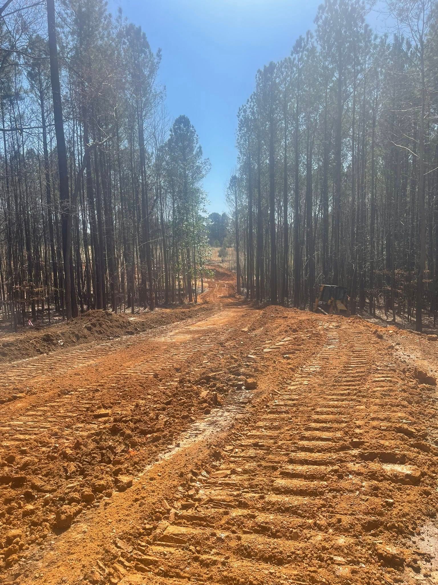 Cleared dirt road through a burnt forest under bright sunlight, with charred trees lining both sides.