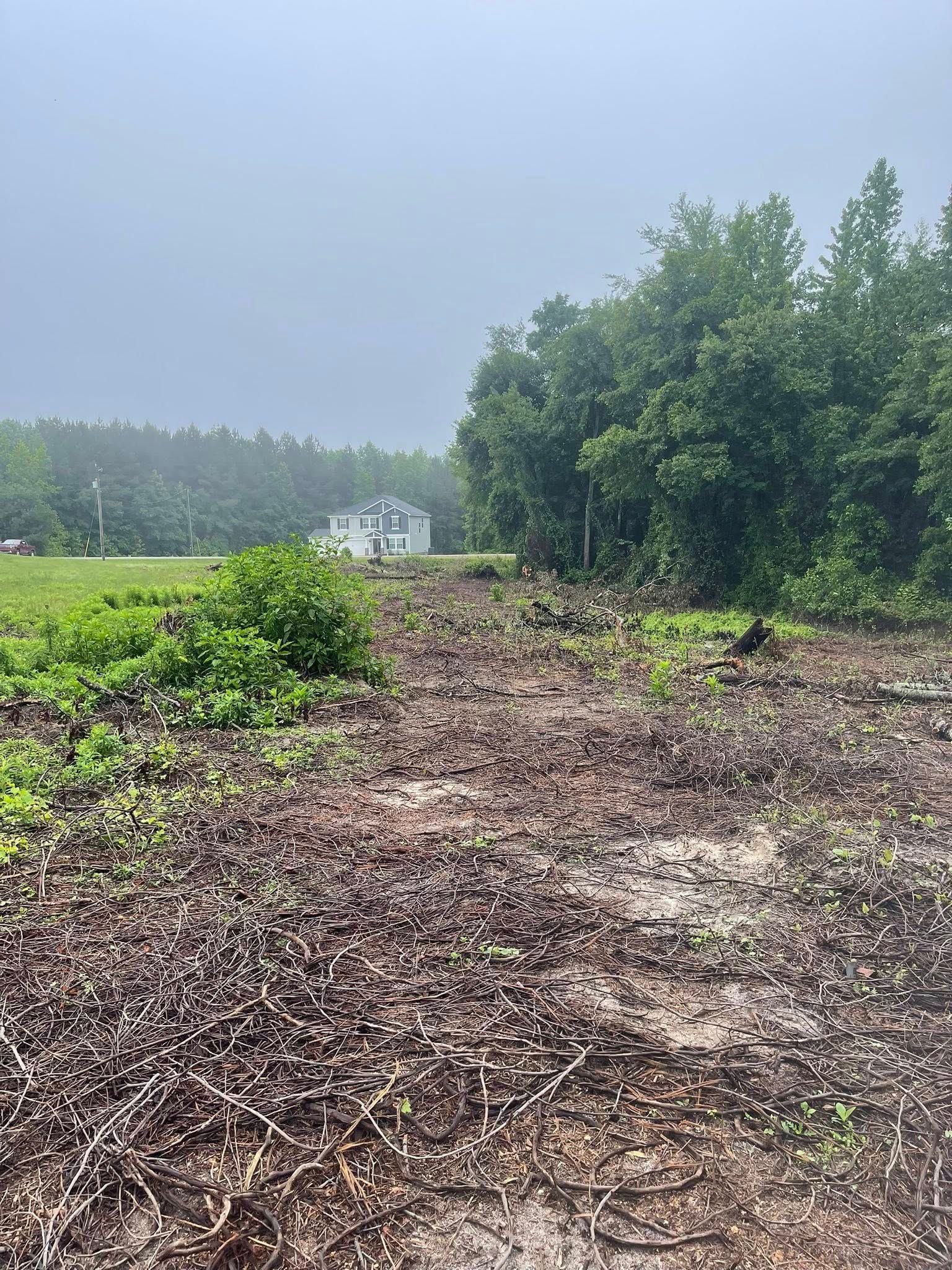 Cleared field with cut brush and trees under a gray, misty sky