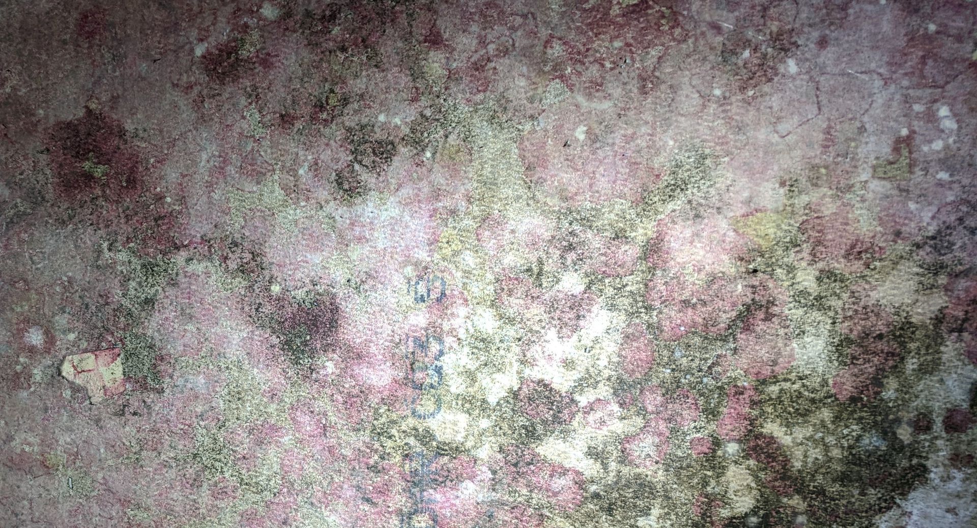 Mold Inspection Abbeville LA