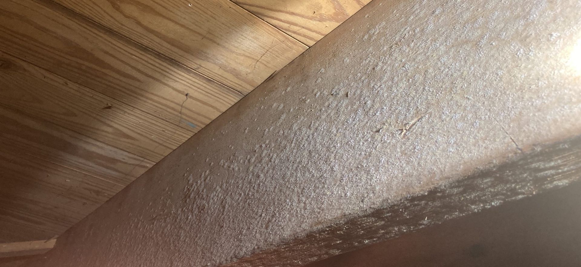 How to deal with mold on my crawl space floor joists in Louisiana?
