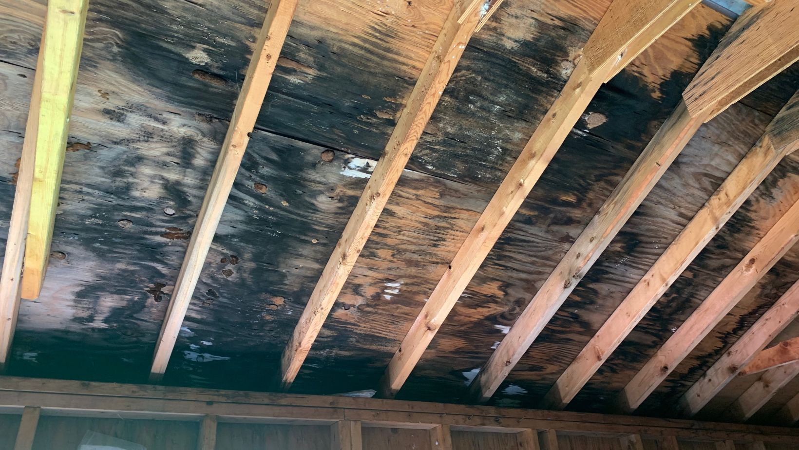 Understanding the Relationship Between Humidity and Mold Growth