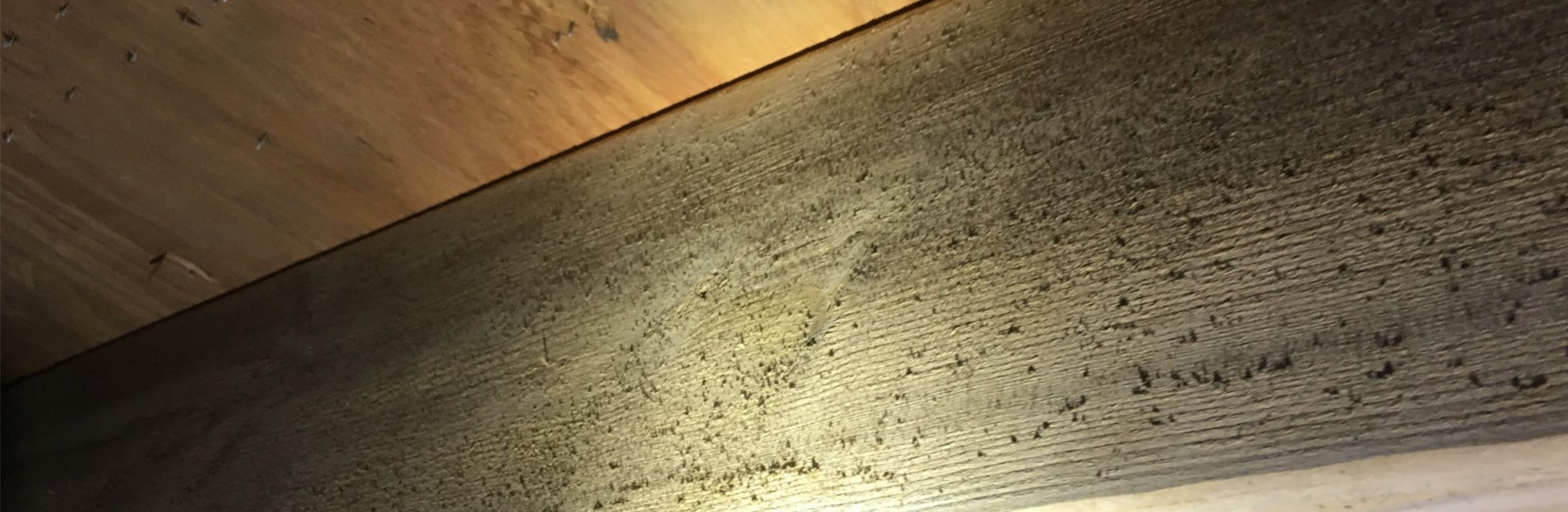 mold on Louisiana crawl space 