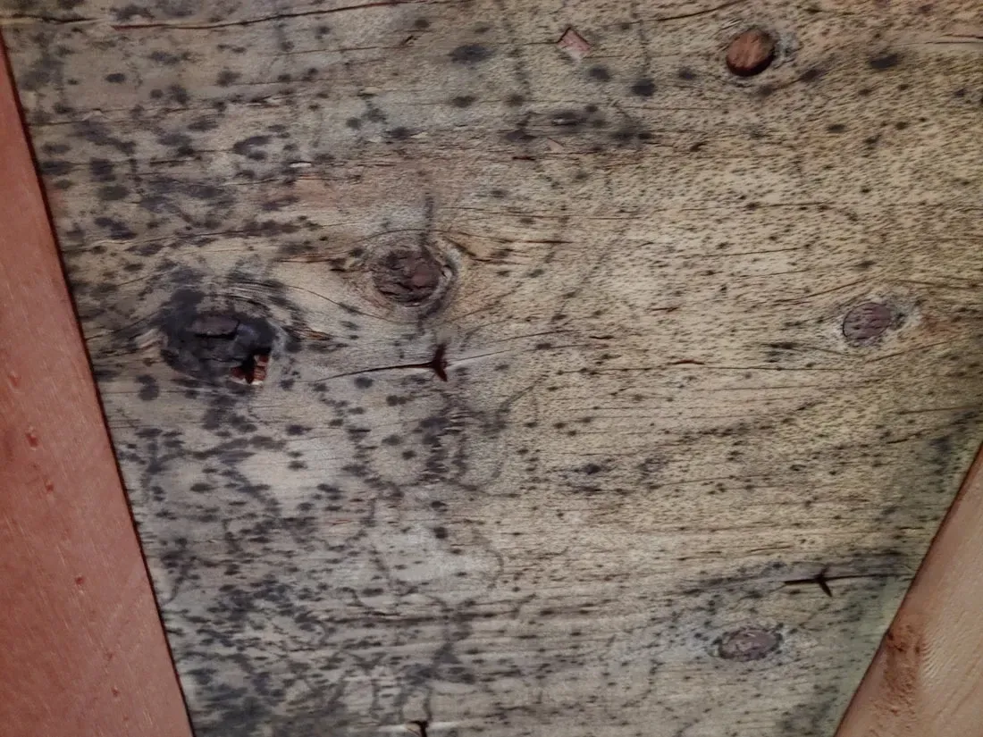 Mold Inspection Lafayette LA