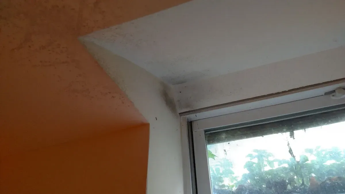 Mold Remediation Mandeville LA