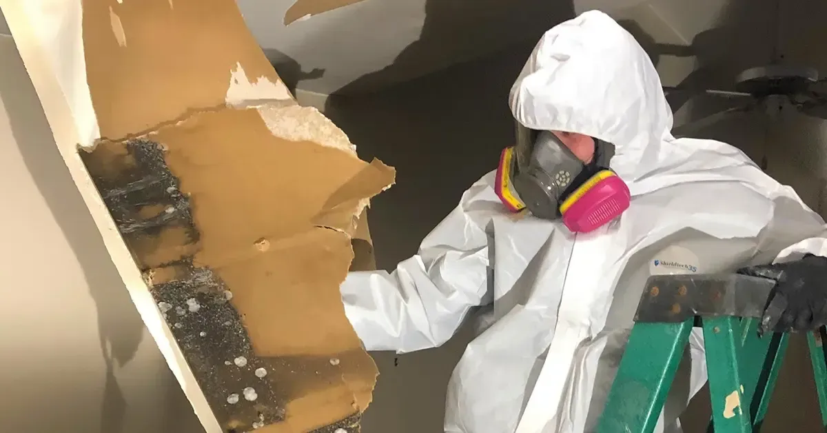 Mold Removal Lafayette LA