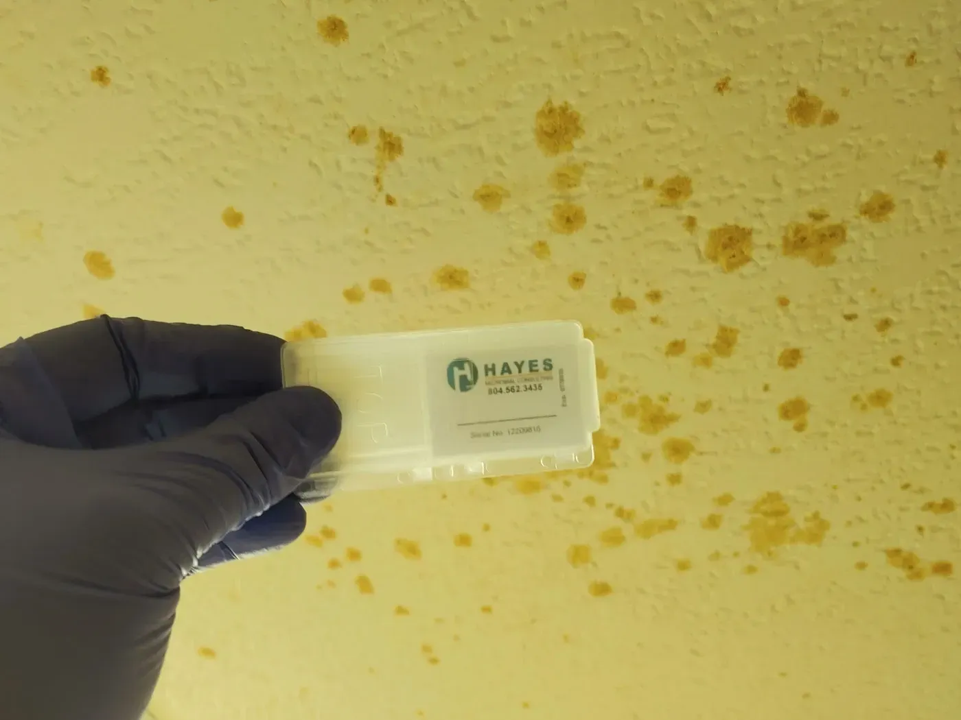 Mold Removal Mandeville LA