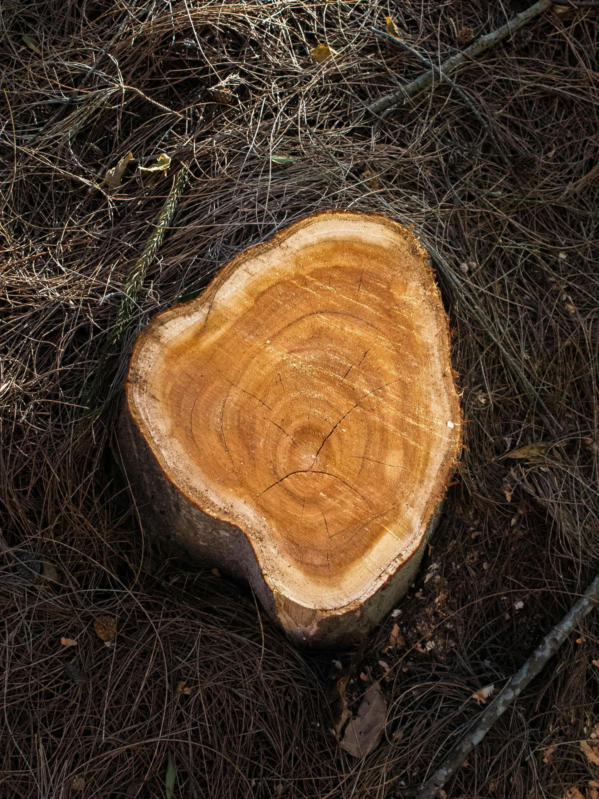 A tree stump with visible growth rings, on a bed of brown needles.