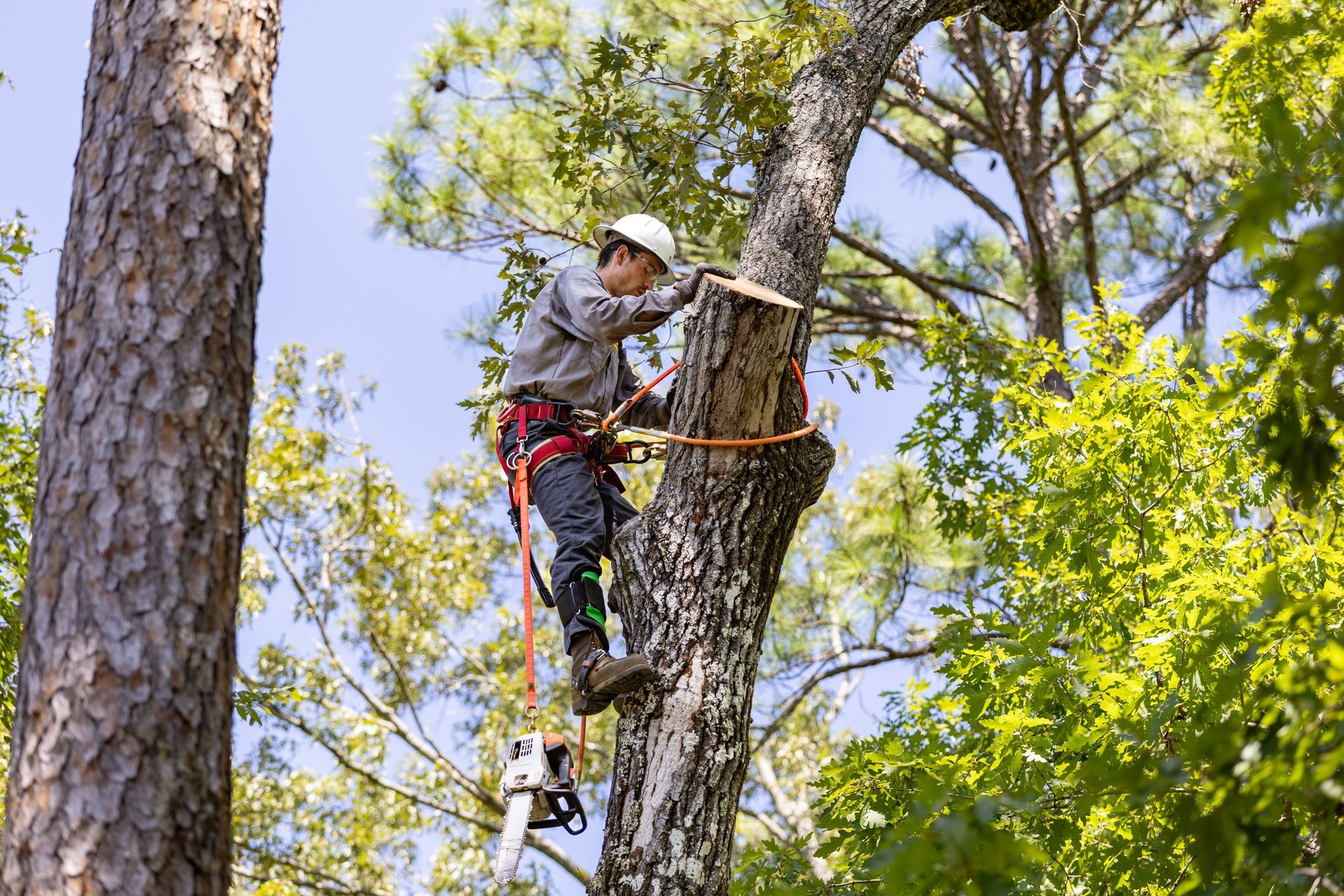 Tree trimmer in safety gear using a chainsaw to cut a tree branch.