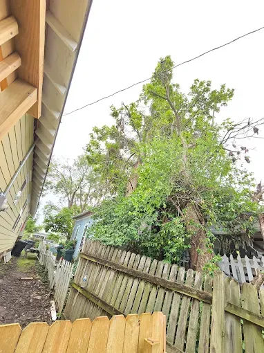 Wooden fence beside a building and overgrown tree; overcast sky.