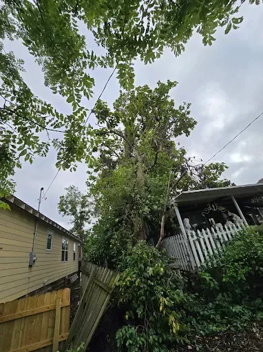 Low-angle view of a large tree surrounded by houses, a white picket fence, and power lines against a cloudy sky.