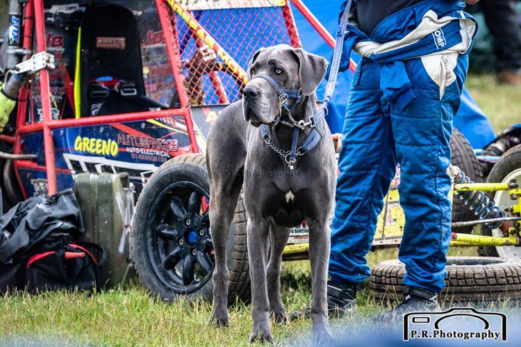 A dog wearing a harness is standing in front of a buggy.