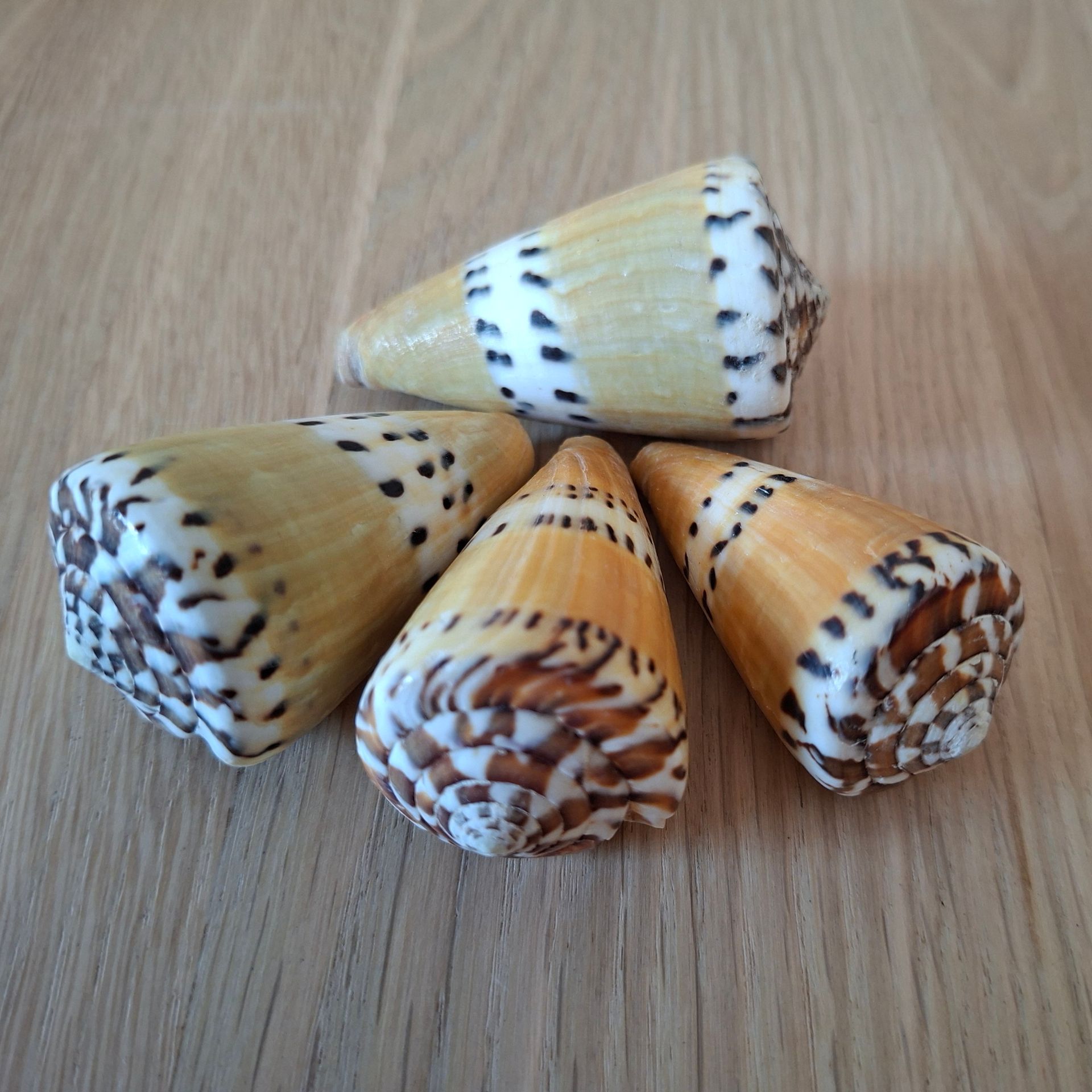 Conus Capitaneus schelp