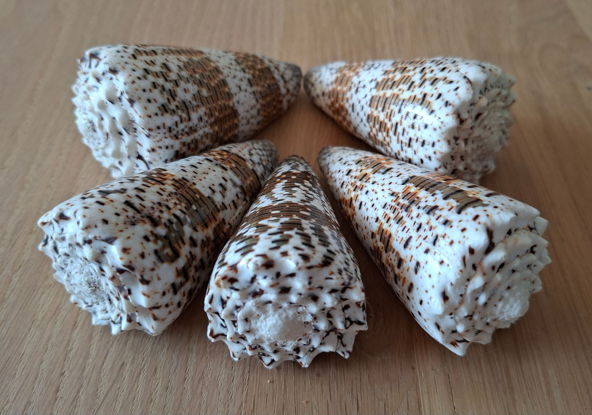 Conus Imperialis - Imperiale schelp - Keizerlijke kegelschelp