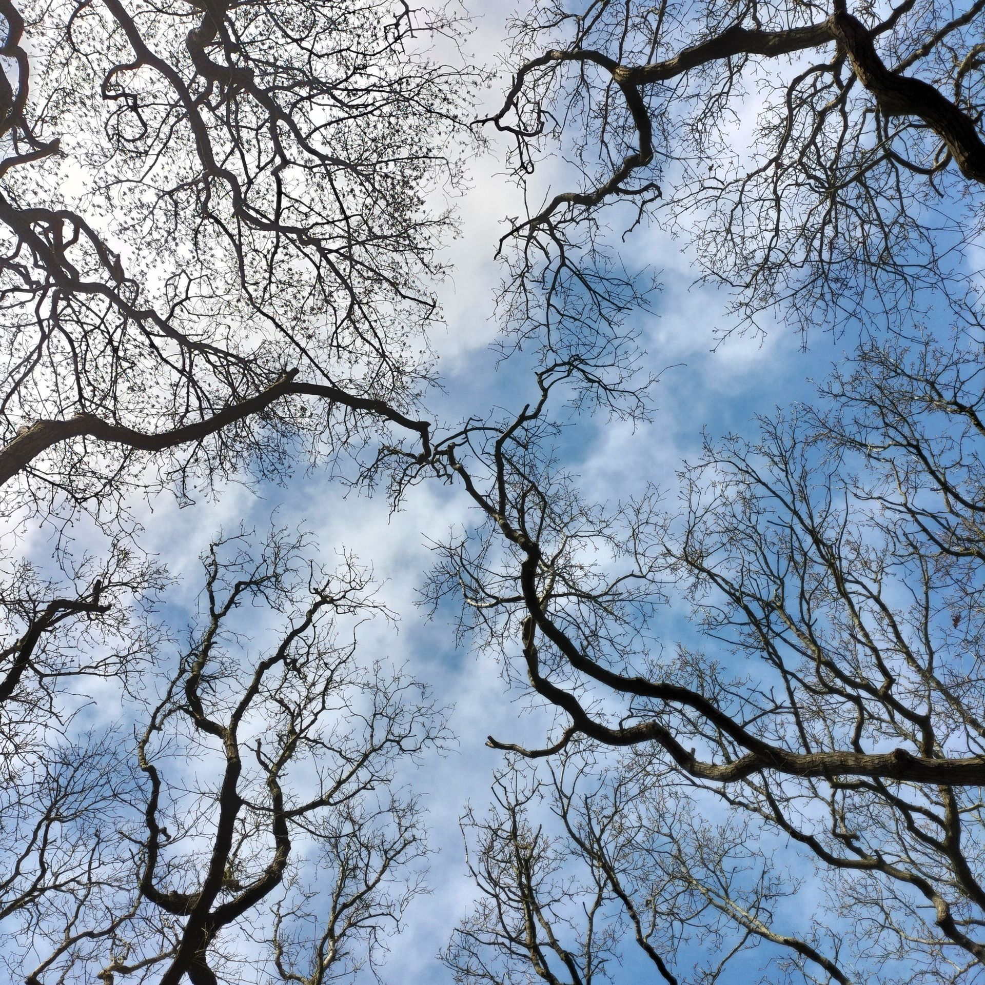 Kale boomtakken reiken naar een blauwe hemel met verspreide wolken.
